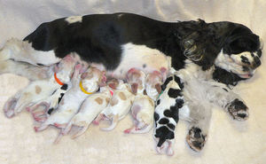 Послеродовая эклампсия у животных Послеродовая эклампсия у собак