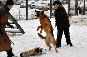 Основные принципы дрессировки собак Правила дрессировки