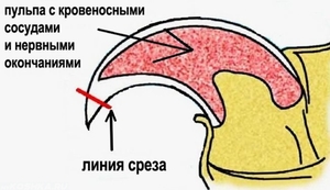 Правила подстригания когтей