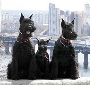 Уход за собакой ризеншнауцер Правила ухода за ризеншнауцером