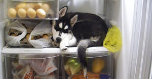 Полный отказ хаски от пищи причины Причины отказа собаки от еды