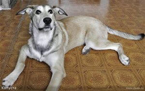 Почему люди заводят дворняжек Причины забирания дворняжек домой