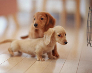 Приучение к туалету щенка Приучение щенка к туалету