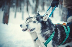 Как приучить к туалету