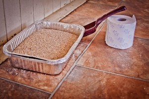 Как приучить взрослую собаку к туалету