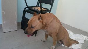 Профилактика парезов у собак Профилактические меры пареза у собак