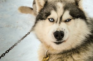 Происхождение породы аляскинский маламут