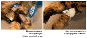 Проведение процедуры для собак