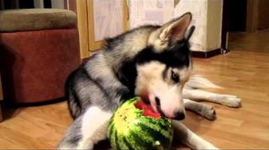 Натуральное питание для хаски Рацион натурального питания для собаки