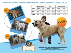 Развитие щенков