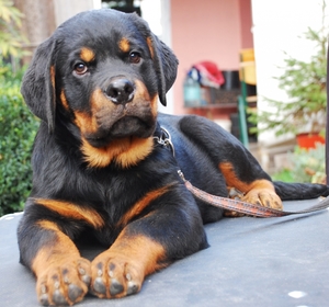 Ротвейлер - смелый защитник и поводырь Ротвейлер - смелый защитник и поводырь для инвалида