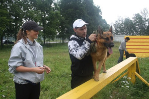 Руководство по тренировке собак