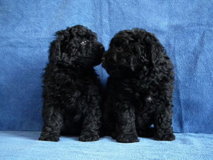 Выбор щенка венгерской овчарки Щенки венгерской овчарки