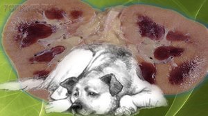 Симптомы почечной недостаточности у собак Симптомы почечной недостаточности