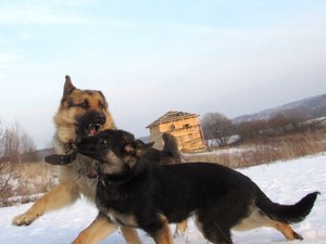 Сколько живут овчарки