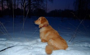 Редкая порода собак ховавард Служебная порода собак