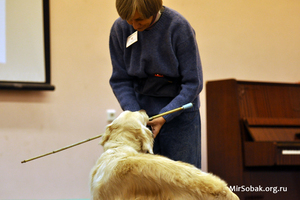 Собака - помошник ивалидов Собака - помошник ивалидов по зрению