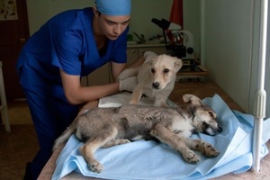 Собака, больная гастроэнтеритом