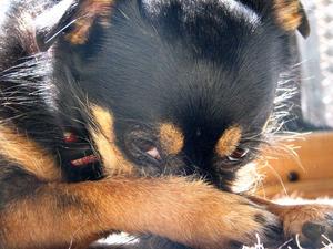 Причина поедания собакой экскрементов в одиночестве Собака чувствует себя одинокой