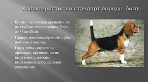 Собака породы Бигль