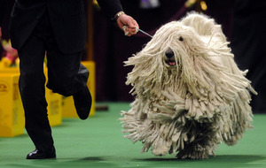 Собака пули -пастушья порода Собака пули