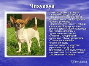 Собаки Чихуахуа