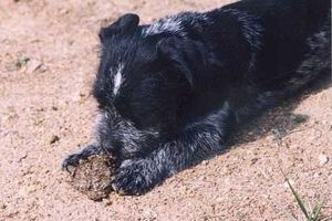 Почему собаки едят экскременты Собаки едят экскременты