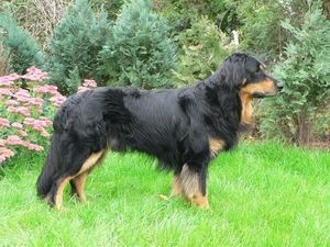 Ховаварты порода собак Собаки породы Ховаварт