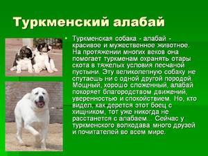 Содержание собаки алабай