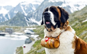 Поведение животного Как содержать сербернаров