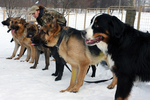 Содержание служебных собак Как содержать служебную собаку
