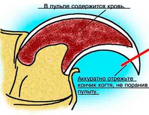 Как состричь когти