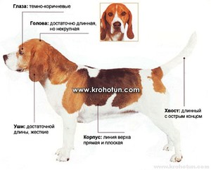Стандарты породы Бигль