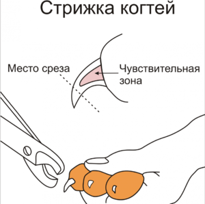 Как стричь когти собакам