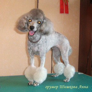 Стрижка пуделя Как стригут пуделей