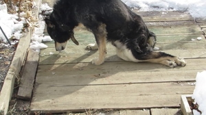 Разновидности паралича у собак Типы парезов у собак