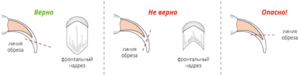 Как ухаживать за когтями собак