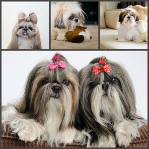 Прически для собак ши тцу Как ухаживать за шерстью собаки