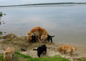 Содержание и уход за собакой породы ховаварт Как ухаживать за собаками породы ховаварт