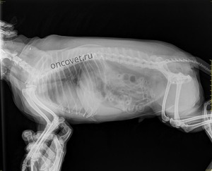 Процедуры для собак после операции Уход за собакой после операции