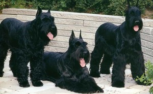 Интересная порода собак ризнешнауцер Умная порода ризеншнауцер