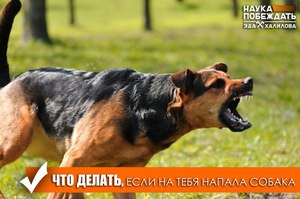 Как себя вести, чтобы не злить собаку