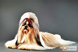Характер собак породы ши тцу Внешние данные собаки