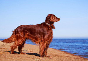 Описание породы Ирландский сеттер Внешний вид Ирландского сеттера