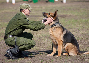 Военная собака