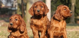 Правила выбора щенка ирландского сеттера Как выбрать щенка ирландского сеттера