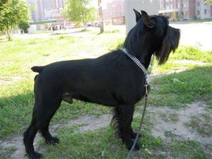 Внешний вид ризеншнауцера Как выглядит ризеншнауцер