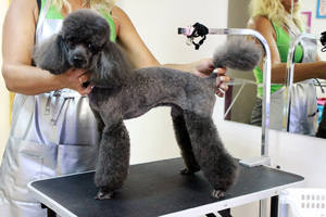 Особенности стрижки пуделей Как выполнить стрижку пуделя