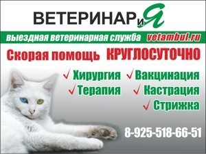 Вызовы ветеринаров на дом