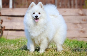 Японский шпиц